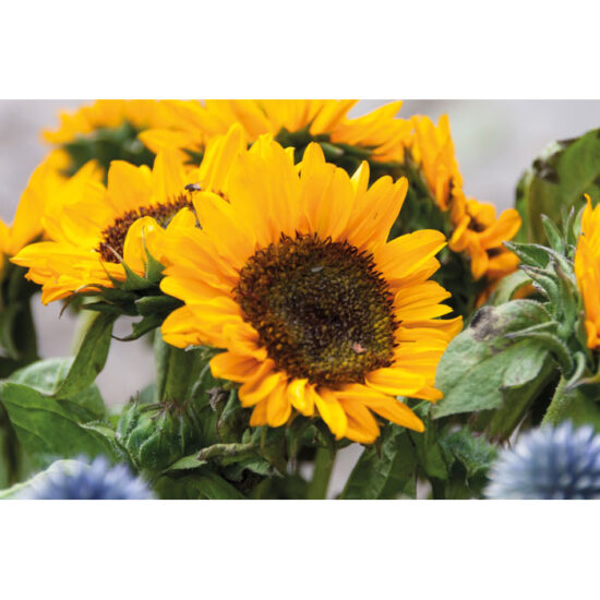 GIRASOL - Bilde 5
