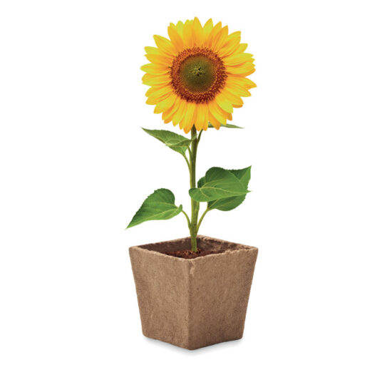 SUNFLOWER KIT - Bilde 3