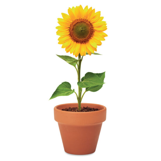 SUNFLOWER - Bilde 5